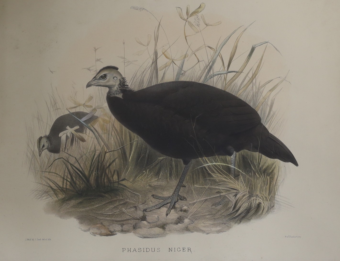 J. Wolf & J. Smit, Four handcoloured lithographs, 19th century, large Birds, 37 x 58cm